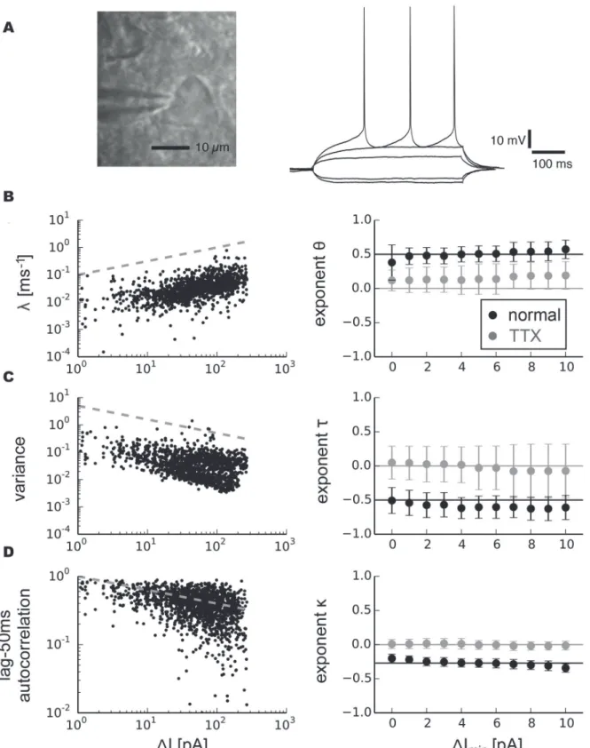 Fig 4. Scaling analysis of indicators related to critical slowing down in pyramidal neurons