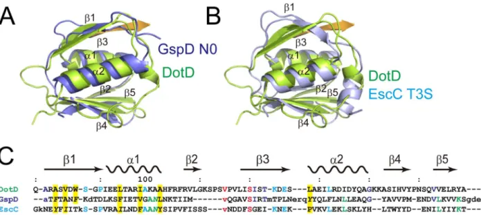 Figure 3. Interaction between the DotD domain and the lid. Stereo view of the interface between the DotD domain (a1 and a2 helices in green, b1 strand in yellow) and the lid (in orange).