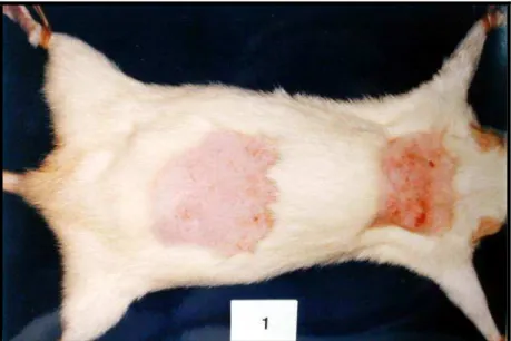 FIGURE 1 – Photograph of a rat, showing the two circular areas on the dorsal region where the fur  was removed