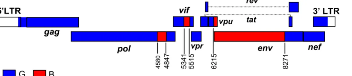 Fig 4. Mosaic structure of CRF73_BG. Breakpoint positions, according to HXB2 genome numeration, are indicated.