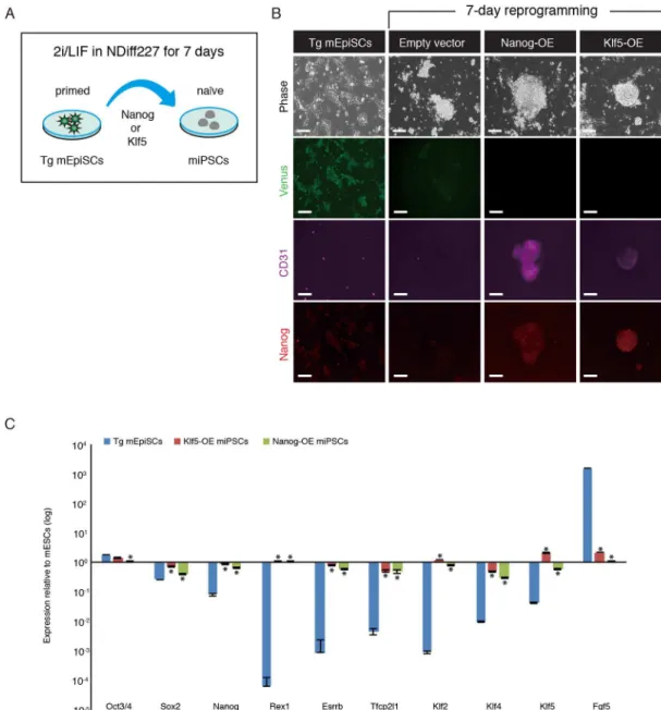 Fig 5. Reprogramming of Fgf5-P2A-Venus BAC Tg mEpiSCs into miPSCs. (A) Experimental scheme for reprogramming of the Tg mEpiSCs into miPSCs