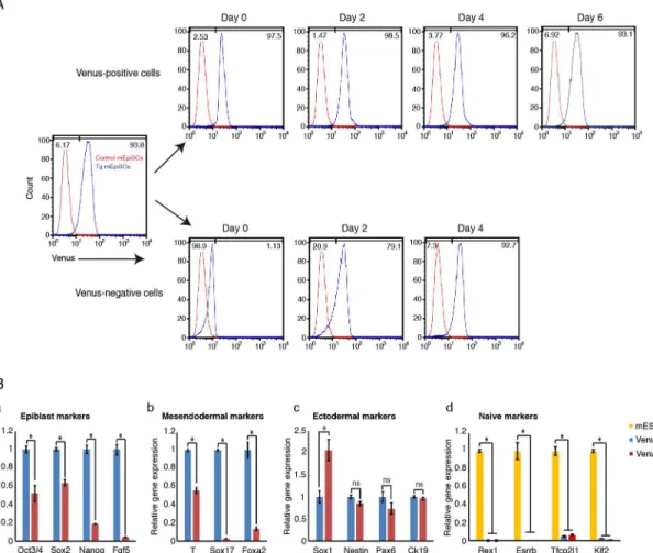 Fig 6. Dynamic heterogeneity of Fgf5 expression in Fgf5-P2A-Venus BAC Tg mEpiSCs. (A) Venus-positive and -negative populations were purified, cultured and subjected to flow cytometry analysis at indicated days