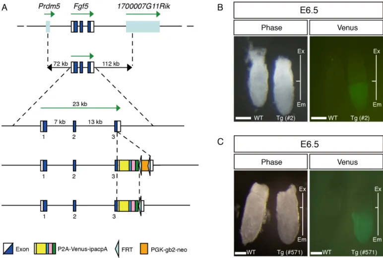 Fig 1. Generation of Fgf5-P2A-Venus BAC Tg mice. (A) Construction of the Fgf5-P2A-Venus BAC Tg