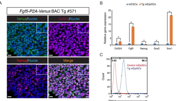 Fig 4. Derivation and characterization of Fgf5-P2A-Venus BAC Tg mEpiSCs. (A) Immunofluorescence analysis of the Tg mEpiSCs for Venus (anti-GFP, green), Oct3/4 (purple), Nanog (red) and Nuclei (Hoechst33342, blue)
