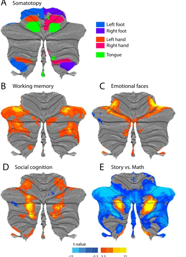 Fig 7. Functional activity maps from the Human Connectome Project. (A) Sensorimotor topography of activation for hand, foot and tongue movements.