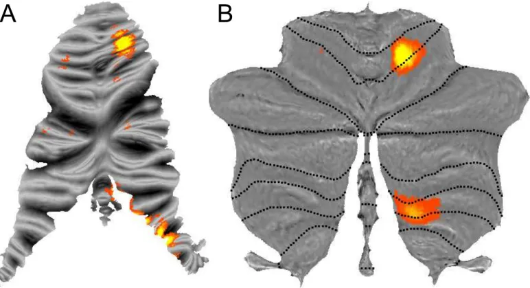 Fig 1. Representation of individual fingers in the human cerebellum. Shown is the classification accuracy with which the moved finger can be determined from the local pattern of activity, with a threshold of z > 1 [17]