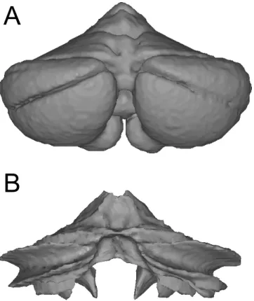 Fig 2. Surfaces defined on a group-averaged anatomical template image of the human cerebellum