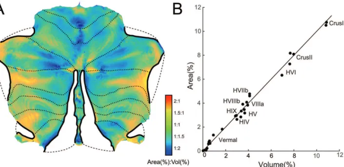 Fig 3. Distortion of the flatmap in representing cerebellar grey-matter volume as surface area
