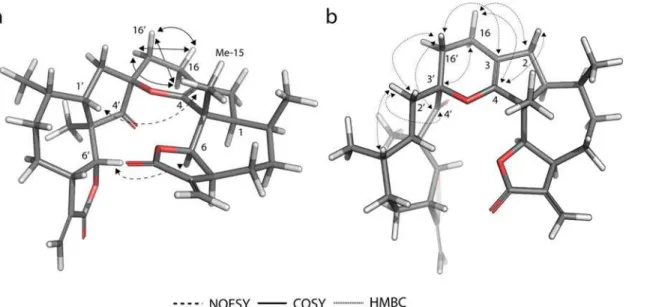 Figure 7. Computational model of the less energy conformer of dimer 26. The experimental 2D-NMR NOESY, COSY and HMBC correlations are indicated with arrows.