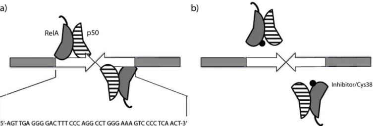 Figure 1. Schematic view of interactions. a) Complexation between the palindromic DNA-recognition target and two RelA/p50 heterodimers
