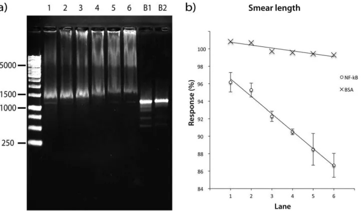 Figure 3. Optimization of Molar Ratio NF-κB-DNA. a) Agarose gel showing the effect of NF-κB on the palindromic DNA-recognition target