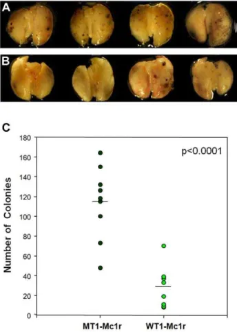 Figure S3 BrdU labeling assay. B16F10 cells were transfect- transfect-ed with MT1-Mc1r or WT1-Mc1r and labeltransfect-ed with BrdU for 4 hours at indicated days post transfection