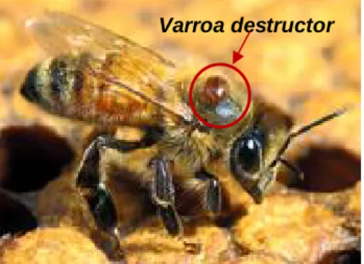Figura 1. Varroa destructor no mesonoto de Apis melliphera sobre os favos na  caixa de produção da colmeia