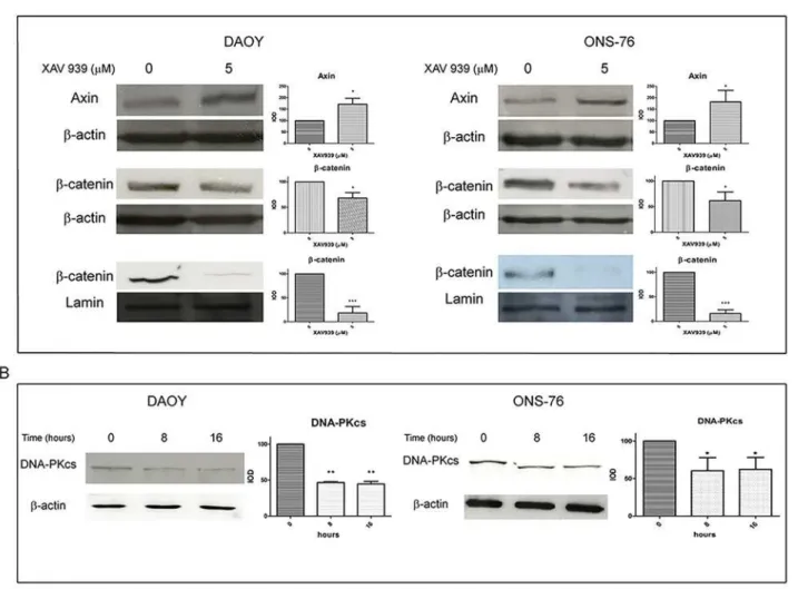 Fig 2A shows that the co-administration of XAV939 and IR strongly suppresses MB cell proliferation in both cell lines
