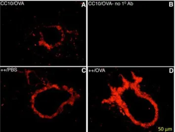 Figure 6. Expression of HRF Protein in BAL. Transgenic HRF mice (++) and littermate control (CC10) mice were treated with doxycycline water, sensitized and challenged with OVA, as previously described