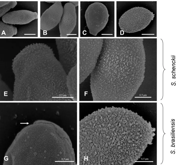 Figure 4.   Scanning electron microscopy (SEM) of the cell surface of S. schenckii and  S