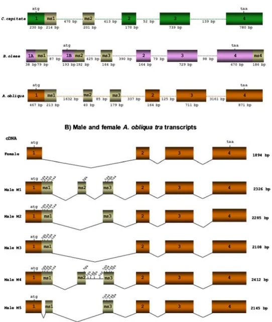 Table 2 and Fig. 3 compare the Tra protein of the tephritids C.