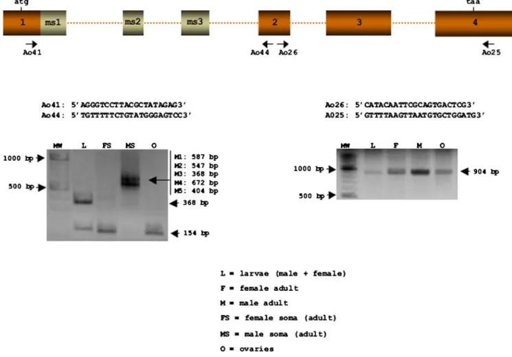 Figure 2. Expression of A. obliqua tra . RT-PCR analyses of total RNA from male plus female larvae (L), female adult (F), male adult (M), female soma (head plus thorax), male soma (head plus thorax), and ovaries (O)