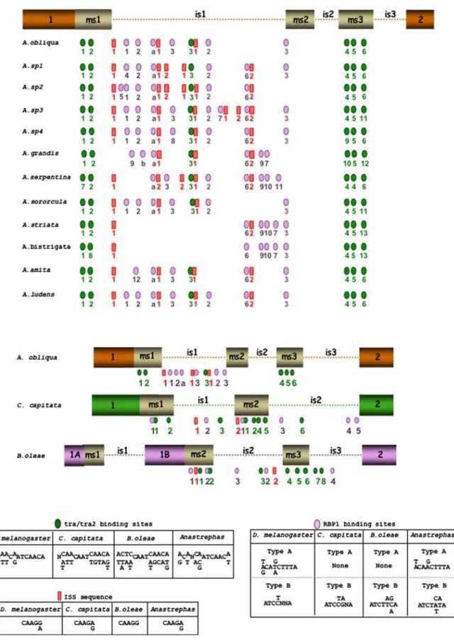 Figure 4. Comparison of the molecular organisation of the tra genomic region (encompassing the male-specific exons and their flanking introns) involved in sex-specific splicing regulation of the tra pre-mRNA, in the twelve Anastrepha species, in C