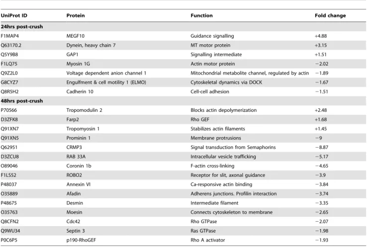 Table 1. Actin cytoskeleton associated proteins changed in injured rat optic nerve compared to naive