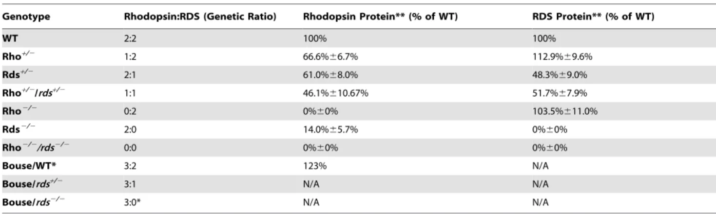 Figure 2. Overexpression of rhodopsin accelerates RDS- RDS-associated degeneration. Representative light micrographs were captured from plastic embedded retinal sections harvested at P30 from non-transgenic or Bouse transgenic mice in the rds +/2 (A) or rd