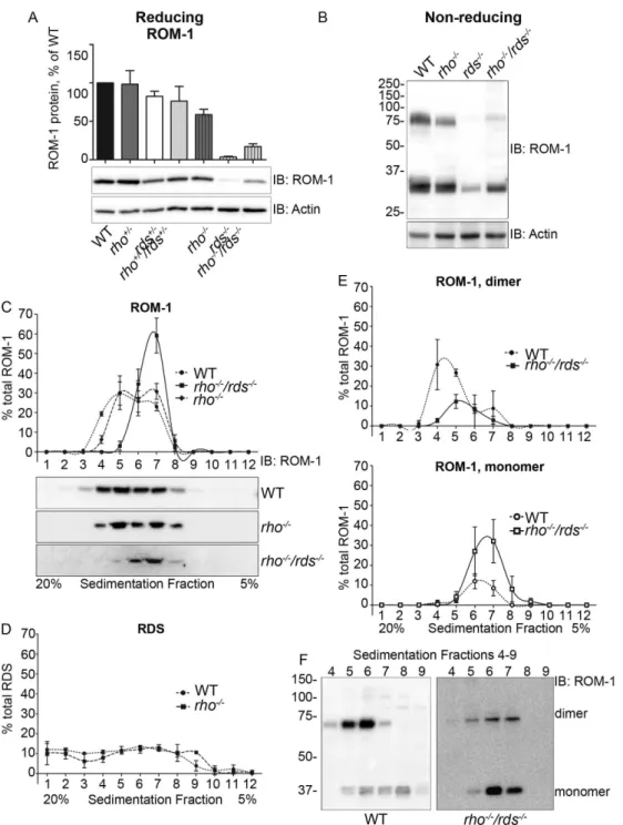 Figure 4. ROM-1 levels are increased in the rho 2/2 /rds 2/2 compared to the rds 2/2 
