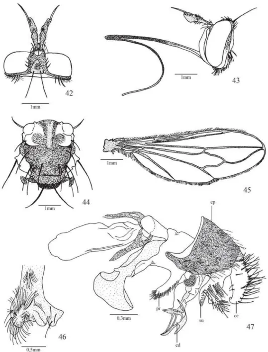 Fig. 42. Stylogaster rafaeli Camras &amp; Parrillo. cabeça, macho, vista dorsal; fig. 43: cabeça, macho, vista lateral; fig