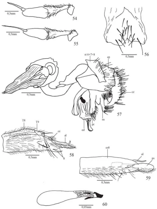Fig. 54. Stylogaster stylata (Fabricius). antena, macho; fig. 55: antena, fêmea; fig. 56: esternito 5, macho; fig