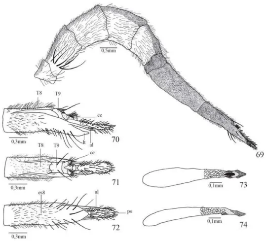 Fig. 69. Stylogaster stylosa Townsend. abdome, fêmea, vista lateral; fig. 70: terminália feminina, vista lateral; fig