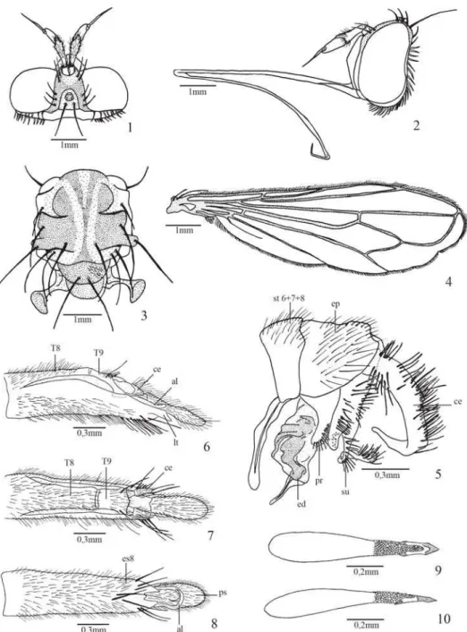 Fig. 1. Stylogaster brasilia Camras &amp; Parrillo. cabeça, fêmea, vista dorsal; fig.2: cabeça, fêmea, vista lateral; fig.3: macho, tórax, vista dorsal;