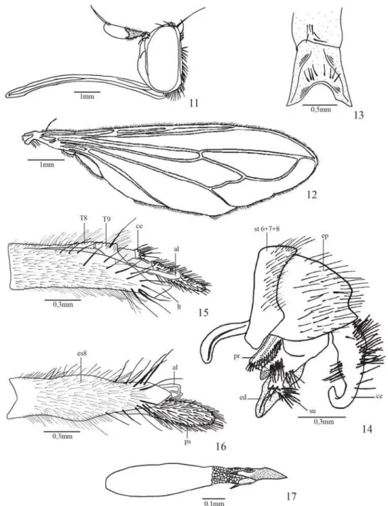 Fig. 11. Stylogaster dispar Camras &amp; Parrillo. cabeça, macho, vista lateral; fig. 12: asa; fig.13: esternito 5, macho; fig