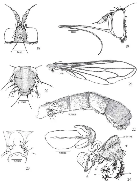 Fig. 18. Stylogaster fluminensis sp. nov. cabeça, macho, vista dorsal; fig.19: cabeça, macho, vista lateral; fig