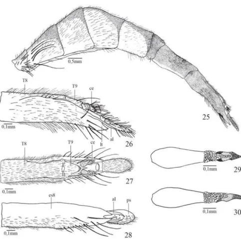 Fig. 25. Stylogaster fluminensis sp. nov. abdome, fêmea, vista lateral; fig. 26: terminália feminina, vista lateral; fig