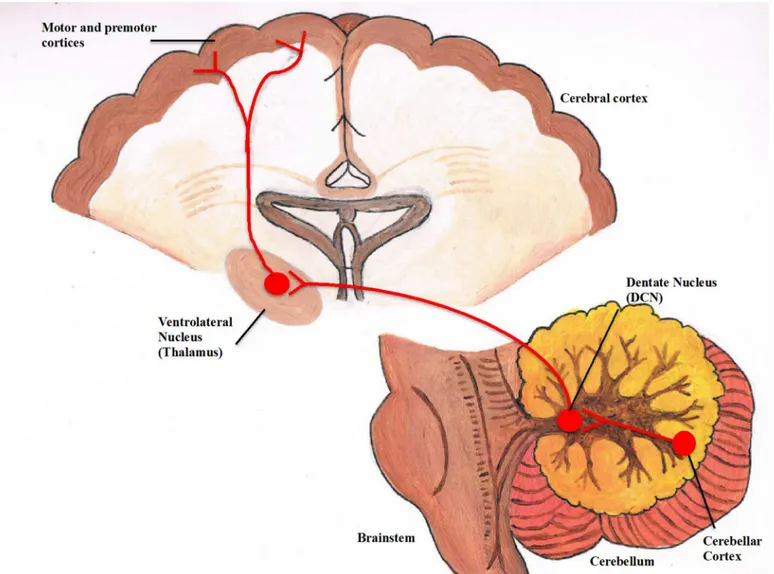 Fig 1. Diagramatic representation of the cerebello-dentato-thalamo-cortical pathway. The figure depicts the pathway from the cerebellum to the motor cortex, via the ventrolateral nucleus of the thalamus