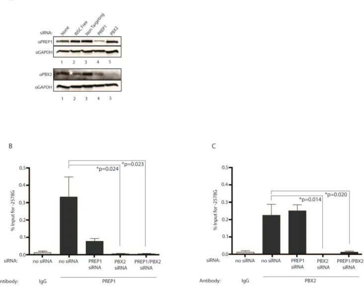 Figure 1. Distinct TALE site binding preferences for PREP1, PBX2, HoxA9 and IRF1 in the CCL2 promoter