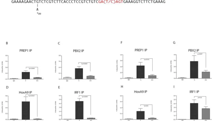 Figure 2. Distinct TALE site binding preferences for PREP1, PBX2, HoxA9 and IRF1 in the CCL2 promoter with and without TALE site repeats