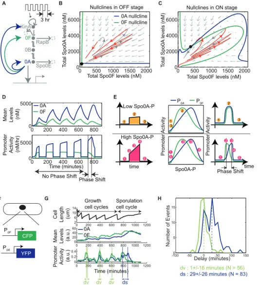 Figure 3. Delayed phase shift emerges in the periodic activity of phosphorelay genes spo0A and spo0F 