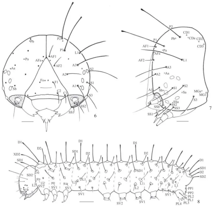 Tabela I. Média aritmética e erro padrão, intervalo de variação e razão de crescimento da largura da cápsula cefálica dentre os instares larvais de Dione moneta moneta, criados sobre Passiflora morifolia, n = 20/