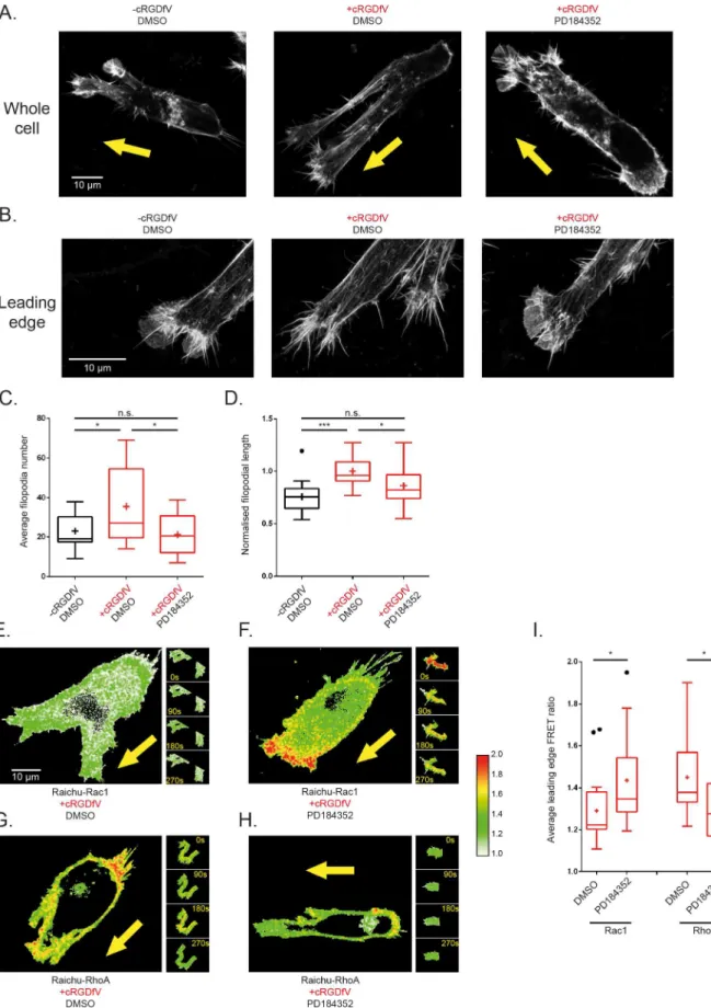 Fig 3. MEK1/2 inhibition promotes invasive-opposing leading edge lamellipodial structures in 3-D by increasing localised Rac1 activity and decreasing localised RhoA activity