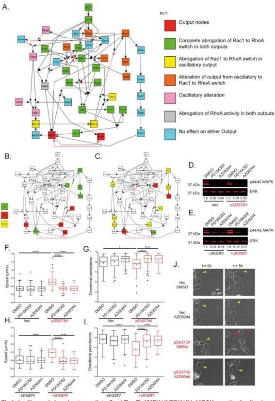 Fig 2. In silico node knockouts predict a Sos1/Ras/Raf/MEK1/2/ERK1/2/p90RSK negative feedback loop affects Rac1 and RhoA dynamics via the Rac1 activation Sos1-Eps8-Abi1 complex