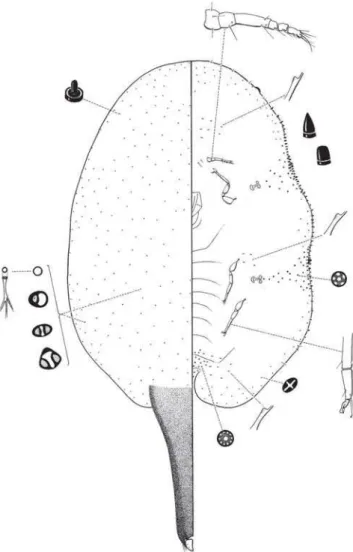 Fig. 80. Ceroplastes acutus  sp. nov., sobre Machaerium acutifolium (Fabaceae).