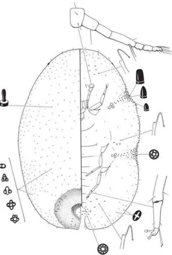 Fig. 81. Ceroplastes agrestis Hempel, esquema do tipo.