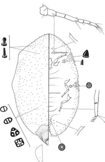 Fig. 84. Ceroplastes cirripediformes Comstock sobre Duranta repens var.  aurea  (Verbenaceae).