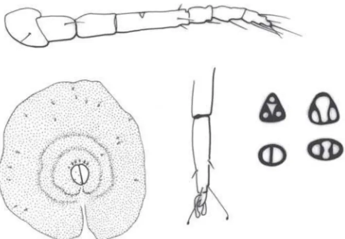 Fig. 86. Ceroplastes cirripediformis (espécie-tipo de Ceroplastes cuneatus Hempel).