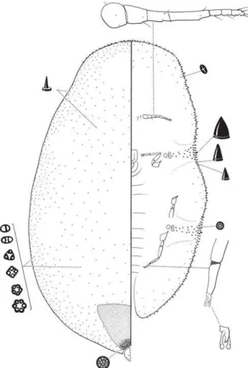 Fig. 89. Ceroplastes coronatus sp. nov. sobre Platanus  sp.