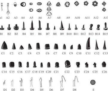 Fig. 3. Variações de alguns caracteres microscópicos de importância taxonômica. A1-A13, poros dorsais: A1, monolocular com conduto simples; A2, monolocular com conduto ramificado; A3, monolocular