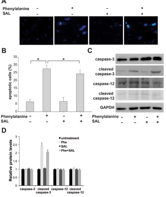 Figure 1. The ER stress-initiated pathway does not contribute to phenylalanine-induced apoptosis