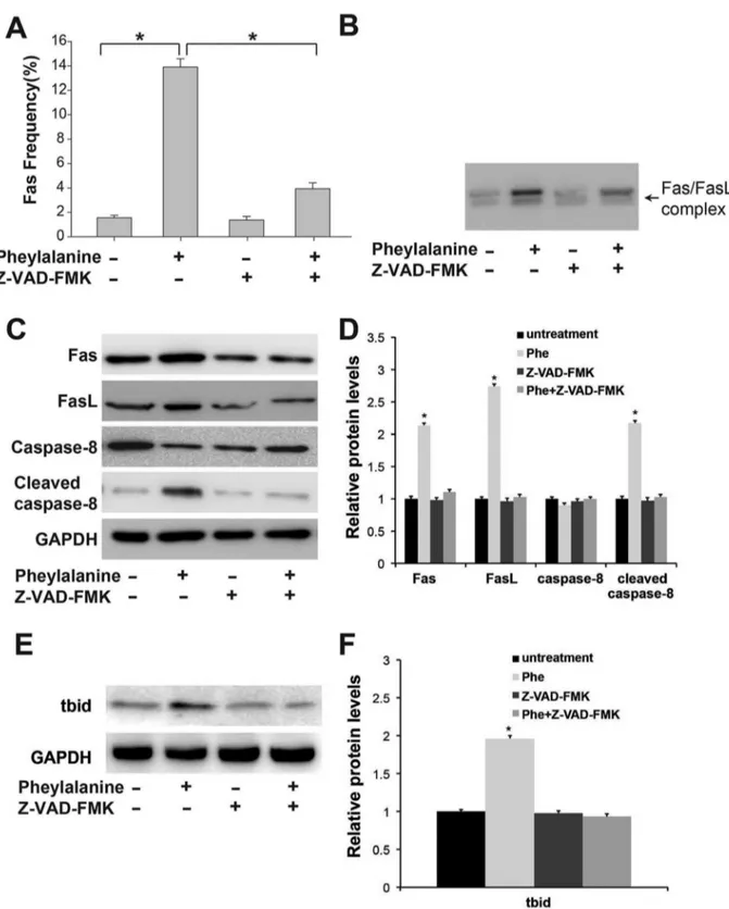 Figure 3. Fas/FasL signaling contributes to phenylalanine-induced apoptosis. (A) Cell surface Fas expression was upregulated by phenylalanine and reduced by Z-VAD-FMK pretreatment