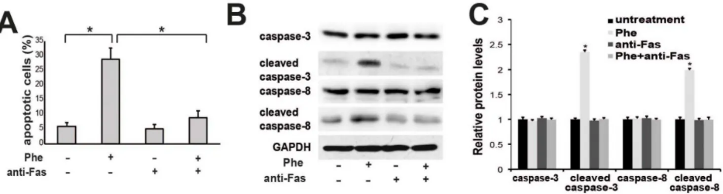 Figure 4. Blocking Fas/FasL signaling pathway prevents apoptosis induced by phenylalanine