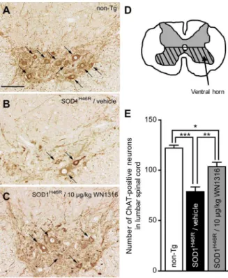 Figure 5. The WN1316 treatment slows motor neuron loss in the spinal cord. (A–C) Immunohistochemical analysis of paraffin embedded sections of the lumbar spinal cord (L4–L5) from non-Tg (A), vehicle-treated ALS(SOD1 H46R ) (B), and 10 mg/kg WN1316-treated 